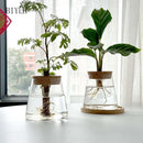 Hydroponic Plant Glass Flower Pot Used For Soilless Cultivation Plant Pot Home Decoration Vase Garden Plant Planting Accessories