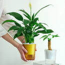 Clear Self Watering Planters Pots Automatic Water Absorption Potted Flowerpot Suitable For Living Room Plants Flowers Supplies