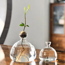 Avocado Hydroponic Vase Seed Cultivation Containers For Avocado Pits Vase For Transparent High Borosilicate Glassware
