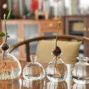 Avocado Hydroponic Vase Seed Cultivation Containers For Avocado Pits Vase For Transparent High Borosilicate Glassware