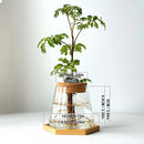 Hydroponic Plant Glass Flower Pot Used For Soilless Cultivation Plant Pot Home Decoration Vase Garden Plant Planting Accessories