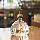 Avocado Hydroponic Vase Seed Cultivation Containers For Avocado Pits Vase For Transparent High Borosilicate Glassware