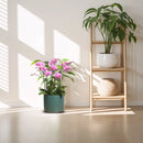 10Pcs Bendable Plant Stakes,16in/19.65in Garden  Single Stem Plant Support Stakes for Indoor Plants,Potted Plants,Flowers